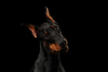 Closeup Portrait Of Doberman Pinscher Dog Curious Looking In Camera On Isolated Black Background