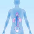 human urinary organs, heart, kidney, bladder, vector illustration
