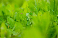 Fresh Green Rocket Salad Field