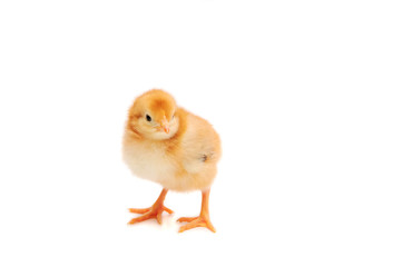 Yellow chicken on the white background