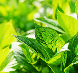 Wall Mural - Bright green leaves glowing in sunlight on nature background