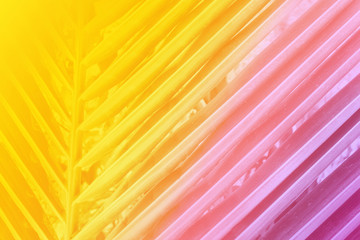 Wall Mural - abstract coconut leaf line for nature pattern pink and blue summer background