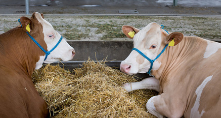 Wall Mural - Simmental cattle in stable