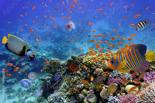 Pinturas sobre lienzo Coral Reef and Tropical Fish in the Red Sea