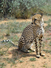 Wall Mural - africa. namibia. cheetah