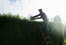 Silhouetted Man On Top Of Ladders Trimming Tall Garden Hedge