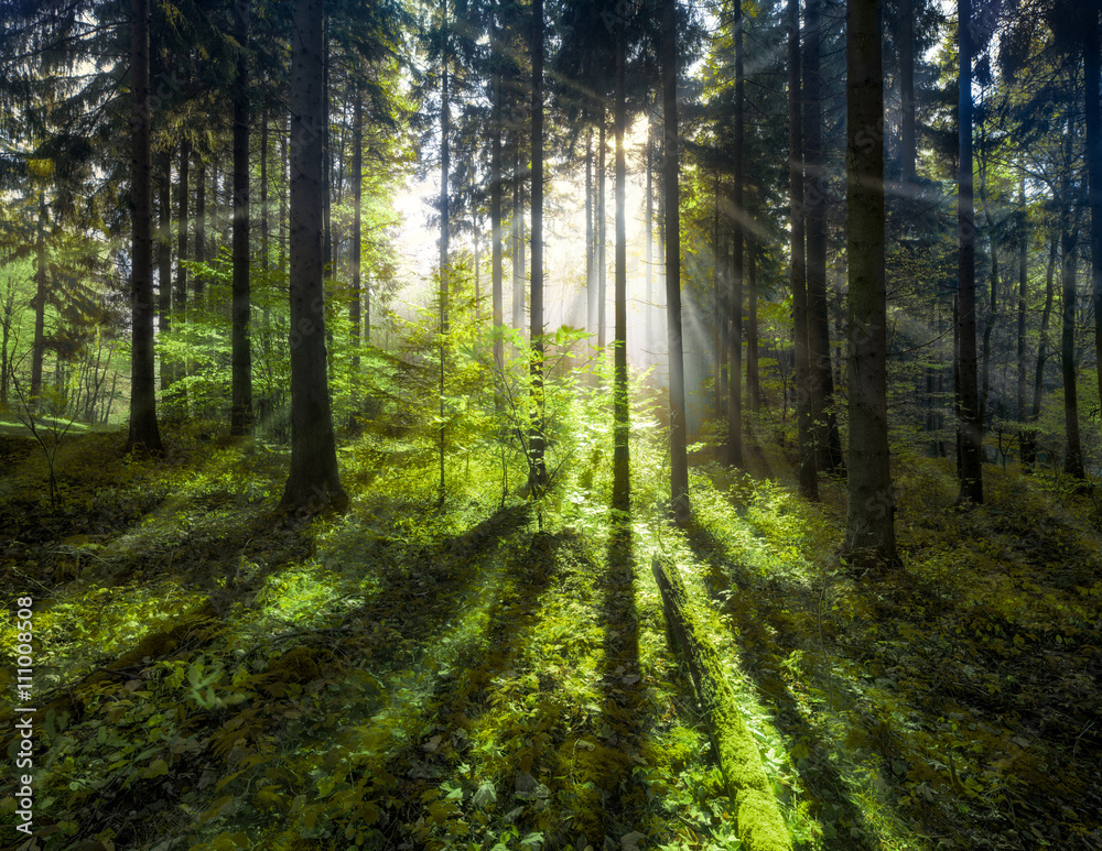 Grüner Wald im Sommer mit Sonnenstrahlen - obrazy, fototapety, plakaty 