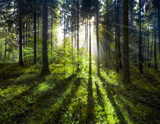Fototapeta Las - Grüner Wald im Sommer mit Sonnenstrahlen