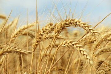 Poster - wheat closeup