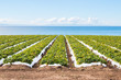 Pacific Strawberry Field.  A strawberry field overlooking the Pacific ocean near Santa Barbara, California.