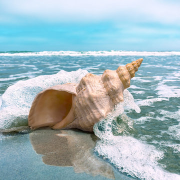 Fototapete - Conch Splash. A horse conch on a beach with ocean water splashing and flowing around it.