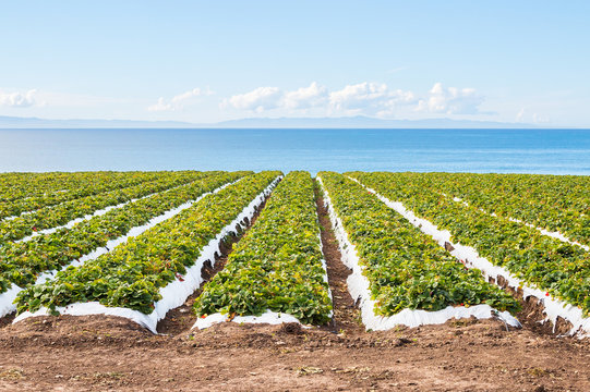 Fototapete - Pacific Strawberry Field.  A strawberry field overlooking the Pacific ocean near Santa Barbara, California.