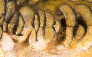 Sticker - scales of a carp as a background. macro