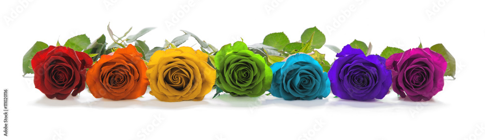Beautiful Rainbow Colored Row of Roses - a single line of rose heads facing forwards in red, orange, yellow, green, turquoise, indigo and magenta representing the seven chakras - obrazy, fototapety, plakaty 