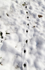 Wall Mural - animal footprint on white snow