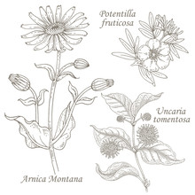 Illustration Of Medical Herbs Arnica, Potentilla, Uncaria.