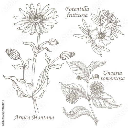 Fotografering Illustration of medical herbs arnica, potentilla, uncaria.