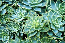 Green Rosettes Of Succulent Plant