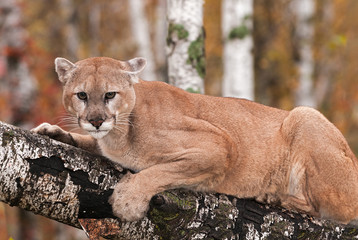 Wall Mural - adult male cougar (puma concolor) stares out from branch