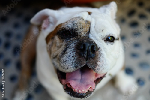 Portrait Of Smiling Brown White Old English Bulldog With Open Mouth And Tongue Out Buy This Stock Photo And Explore Similar Images At Adobe Stock Adobe Stock