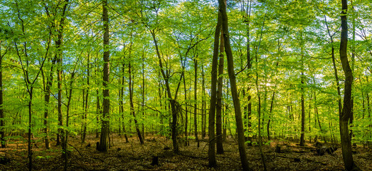  Wald