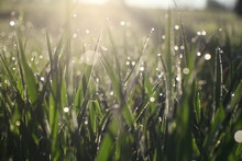 Macro Close Up Of Fresh Spring Grass With Early Morning Dew – Raw Picture With Original Colors And Blur Bokeh