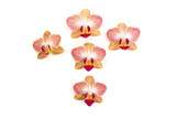 Fototapeta Storczyk - happy little orchids