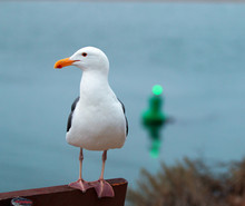 Seagull On Park Bench In Morro Bay Harbor On The Central Coast Of California USA