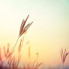 Wall Mural - vintage wild flower in sunset, retro instagram filter effect styles