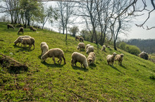 Sheep On A Meadow In Early Spring 01