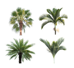 Wall Mural - palm tree isolated on white background