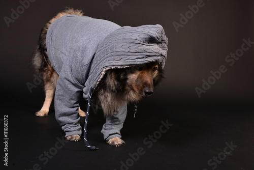 cooler Hund mit Kapuzenshirt Hoodie Wolfsspitz kaufen Sie dieses Foto