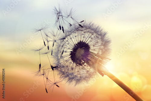 dandelion-sylwetka-przeciw-zmierzchowi