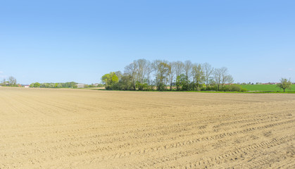 Wall Mural - sunny agricultural scenery