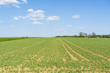 Wall Mural - sunny farmland scenery