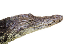 Crocodile Alligator Eye Close Up Isolated On White