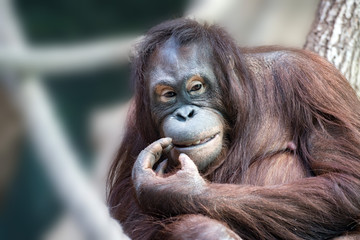 Wall Mural - orangutan monkey close up portrait