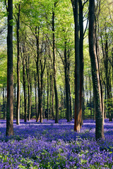 Wall Mural - Bluebells in Wepham Woods