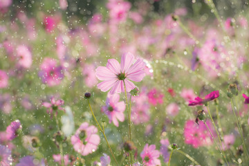 Wall Mural - Beautiful cosmos flower with rain