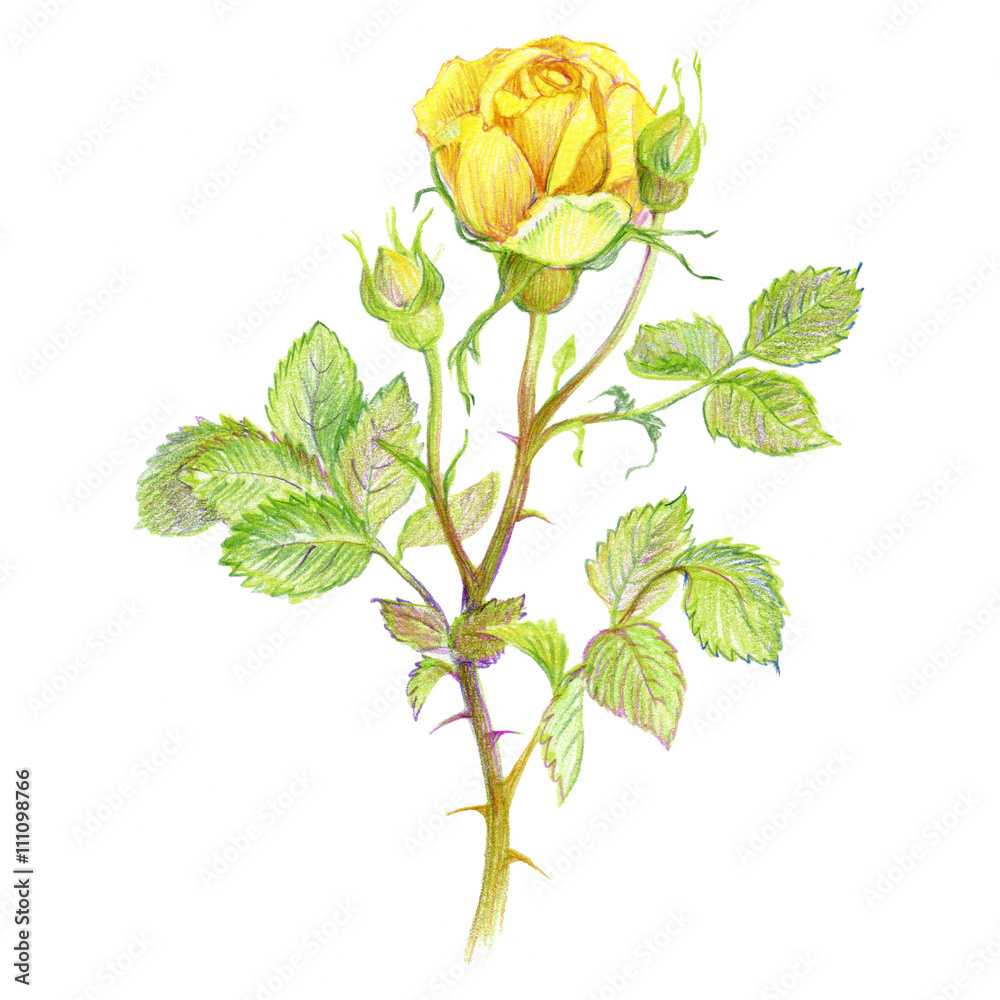Flower yellow rose with buds and leaves on a white background. Drawing by  hand. Vintage Colour pencils sketch. Stock Illustration | Adobe Stock, image size:1000x1000