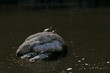 Schildkröten auf einem Stein inmitten eines Teichs