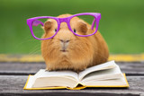 Fototapeta Zwierzęta - funny guinea pig in glasses reading a book