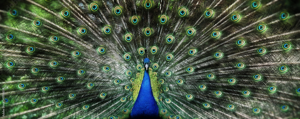 Portrait of beautiful peacock with feathers out - obrazy, fototapety, plakaty 