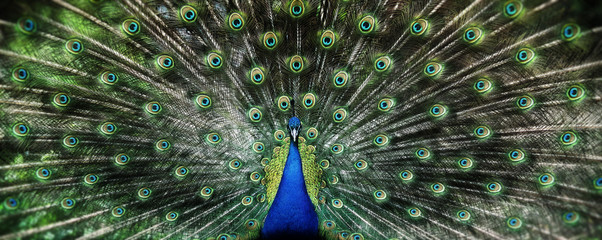 portrait of beautiful peacock with feathers out