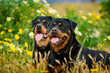 Two Rottweilers lying in the long grass with wildflowers