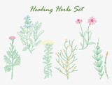 Fototapeta Sypialnia - healing herbs set