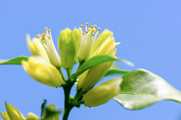 Poster - Pollen on white flowers of Murraya paniculata or Orange Jessamine on blue sky background