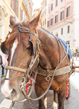 Close Up Of A Traditional Horse Carriage In Rome In Downtown Street. Rome, Lazio, Italy.