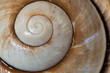 © philipbird123 - Giant Brown Snail shell