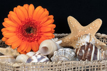 Orange Gerbera In A Basket Of Seashells